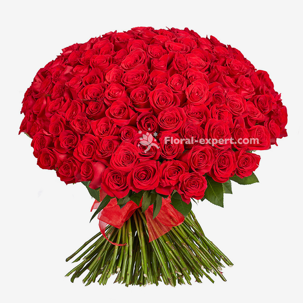 150 roses rouges